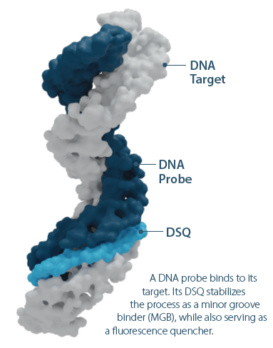 HT DNA probe DSQ MGB