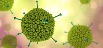 adenovirus-pcr